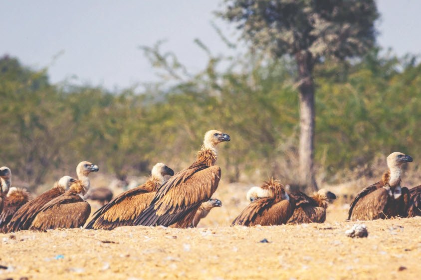 Vulture Conservation and Breeding Centre